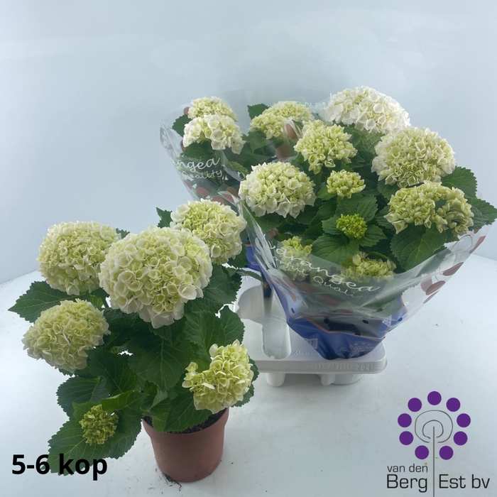 <h4>HYDR M CRYSTAL PALAC</h4>