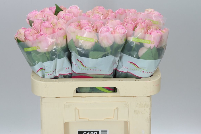 <h4>Rosa Gr Heidi</h4>