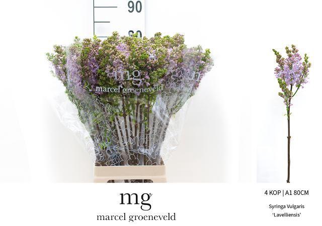 <h4>SYR V LAVALIENSIS</h4>