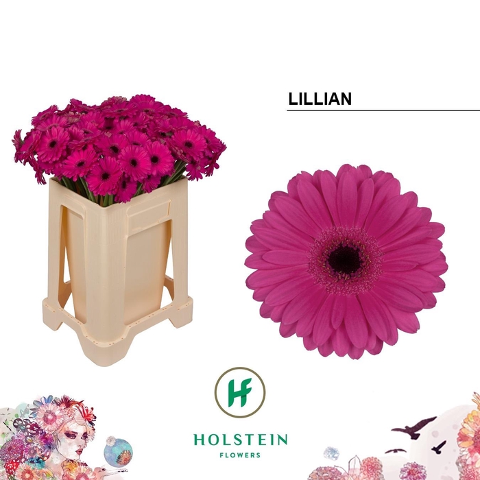 <h4>Ge Mi Lillian</h4>