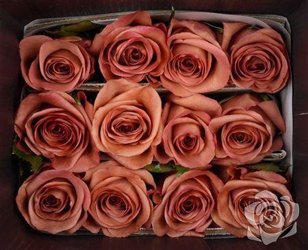 <h4>R Gr Barista</h4>