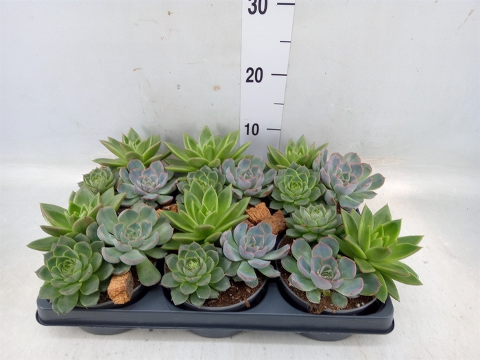 <h4>Echeveria   ...mix</h4>