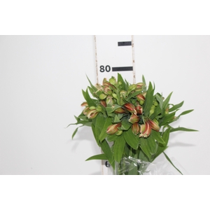 ALSTROEMERIA MOTION 080 CM LARANJA