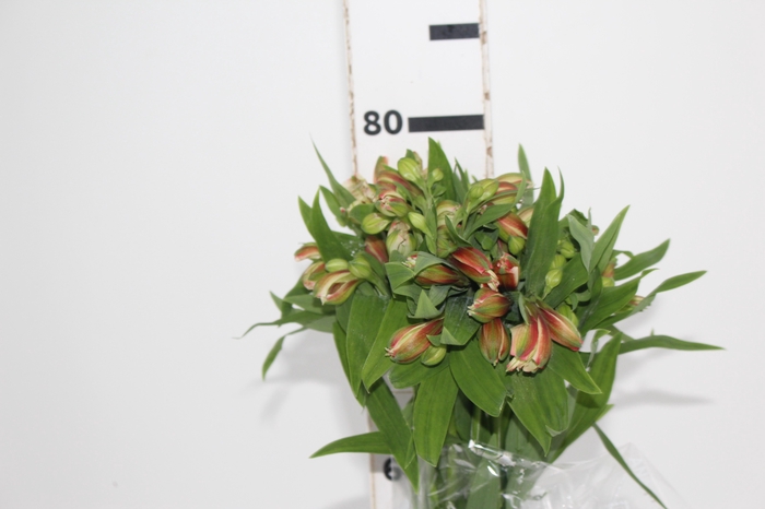 <h4>ALSTROEMERIA MOTION 080 CM LARANJA</h4>