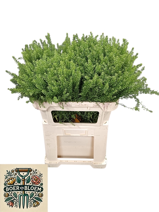 <h4>LEP VI GREEN DRAGON</h4>