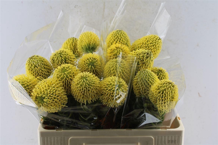 <h4>Leuco Co High Gold</h4>