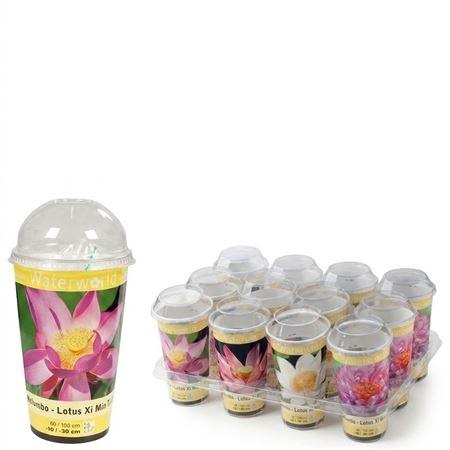 <h4>Nelumbo Ov</h4>