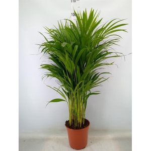 Dypsis lutescens   ...Chrysalidoca