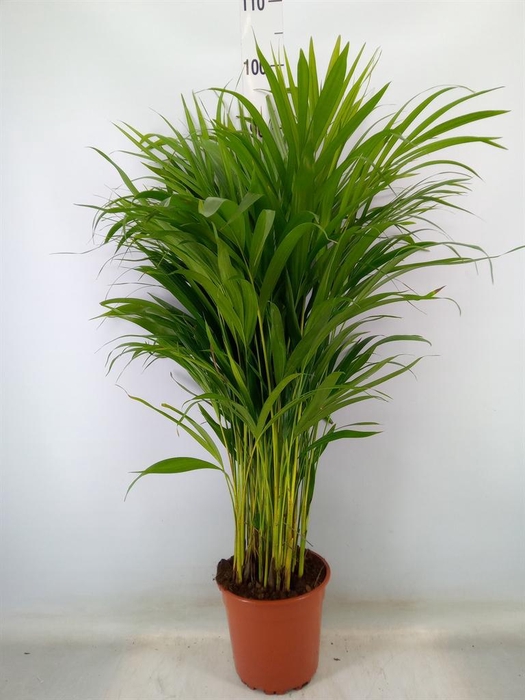 <h4>Dypsis lutescens   ...Chrysalidoca</h4>