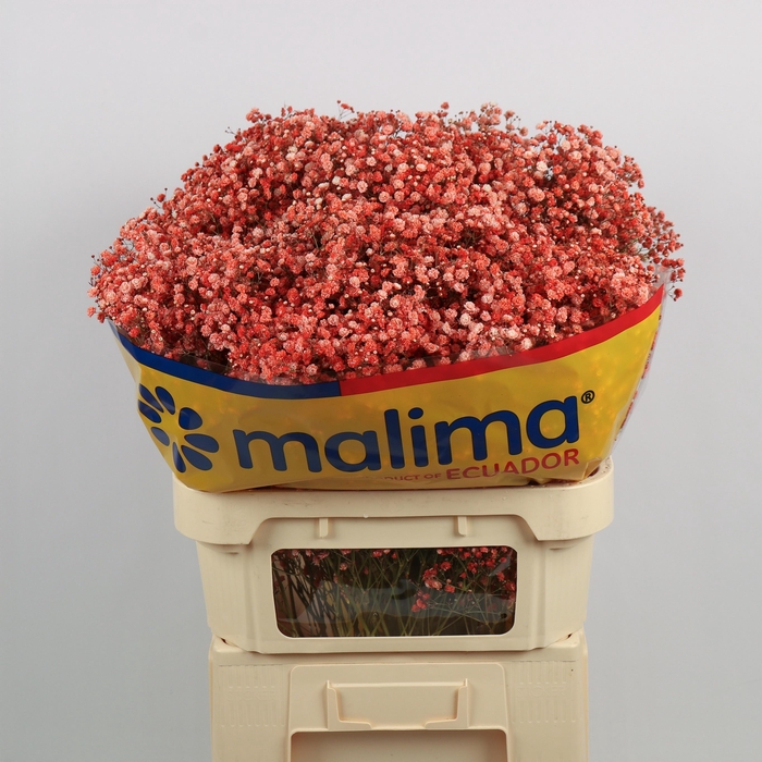 <h4>GYPS KLB H%</h4>