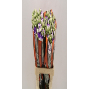 Lisianthus do rosita blue picotee