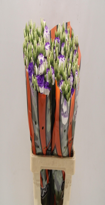 <h4>Lisianthus do rosita blue picotee</h4>