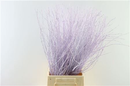 BERK 70CM MILKA BUNCH