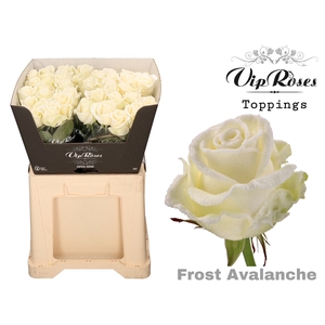 R GR FROST AVALANCHE