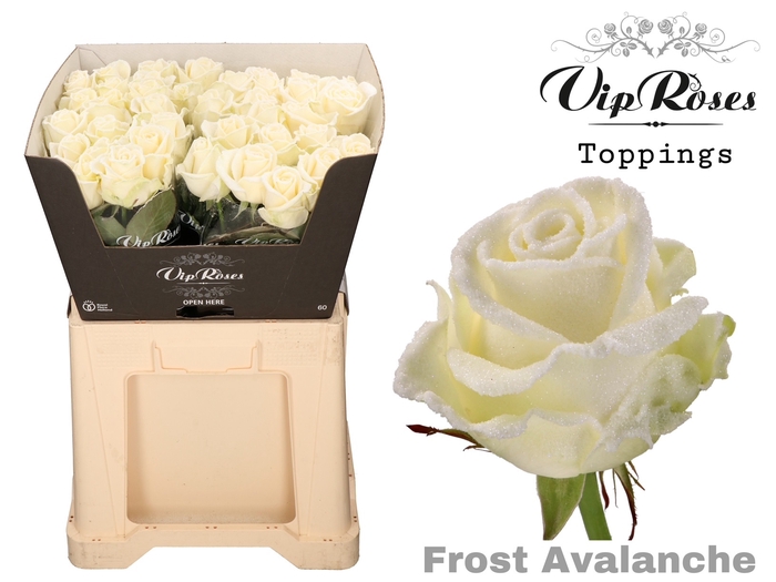 R GR FROST AVALANCHE