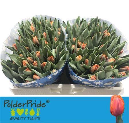 <h4>Tu En Prinses Irene</h4>