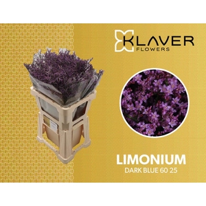 Limonium Safora Dark Blue  Klaver