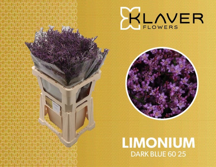 <h4>Limonium Safora Dark Blue  Klaver</h4>