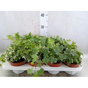 Hedera   ...variegated