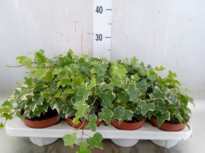 <h4>Hedera   ...variegated</h4>