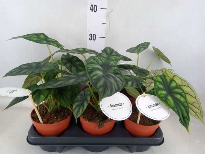 <h4>Alocasia  'Dragon Scale'</h4>