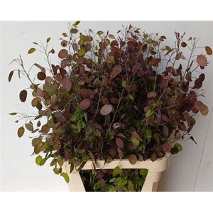 Lunaria Ann Paarse P