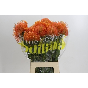 Nutans Ayoba Orange Zest