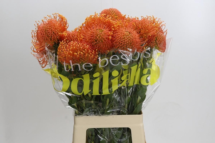 <h4>Nutans Ayoba Orange Zest</h4>