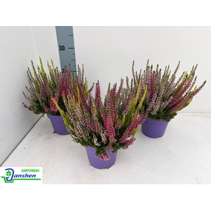 CALLU BL S TRI ME GP