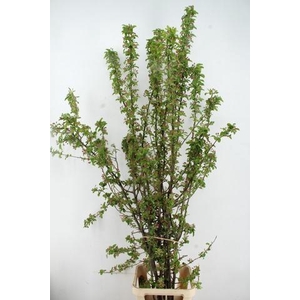 MALUS RED SENTINEL BLOSSOM PER STEM 200CM