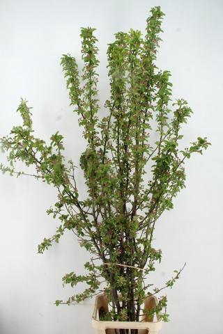 <h4>MALUS RED SENTINEL BLOSSEM PER STEM 200CM</h4>