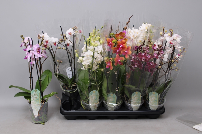 <h4>PHAL MF GEM 5 KL</h4>