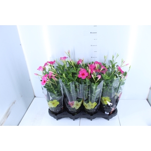 MANDEVILLA ROSE QUEEN P14