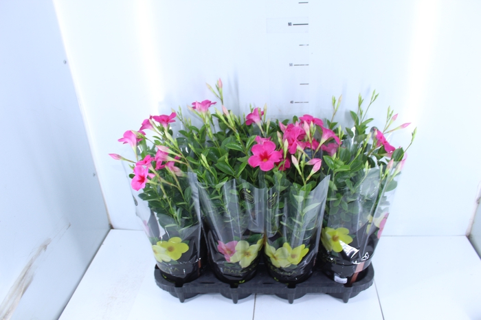 MANDEVILLA ROSE QUEEN P14