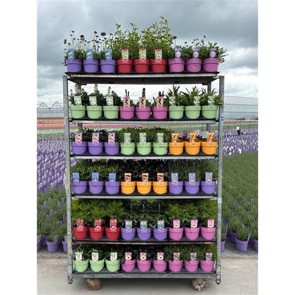 <h4>Bee Friendly Mixkar</h4>