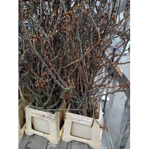 PRUNUS SERRULATA (JAPANSE KERS)*