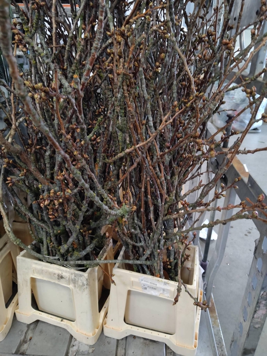 <h4>PRUNUS SERRULATA (JAPANSE KERS)*</h4>