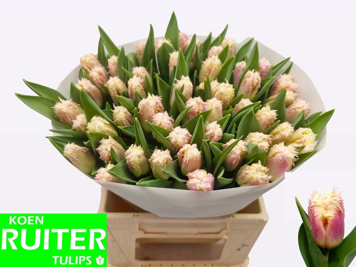 <h4>TU FR HAWAII</h4>