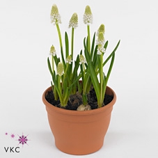 MUSCARI WHITE MAGIC P5