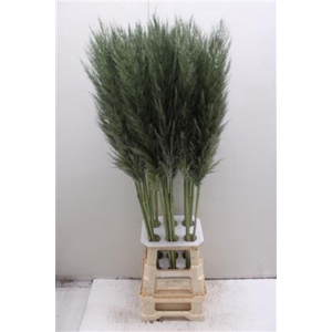 Cortaderia Pumila Olive Green