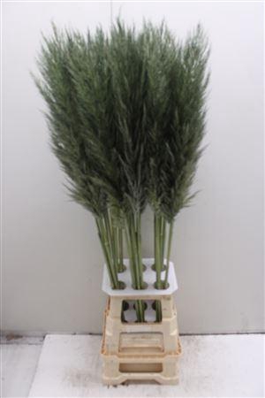 <h4>Cortaderia Pumila Olive Green</h4>