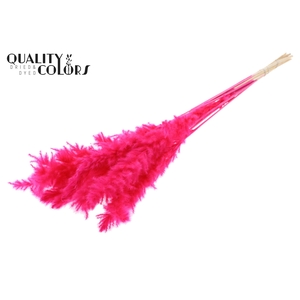 Fluffy Pampas 10pc/bunch Bleached Cerise