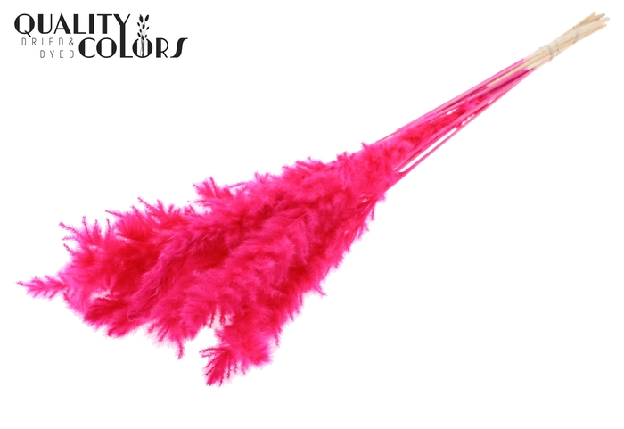 Fluffy Pampas 10pc/bunch Bleached Cerise