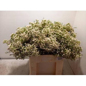 CHAME CRYSTAL PEARL WHITE