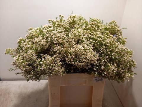 <h4>CHAME CRYSTAL PEARL WHITE</h4>