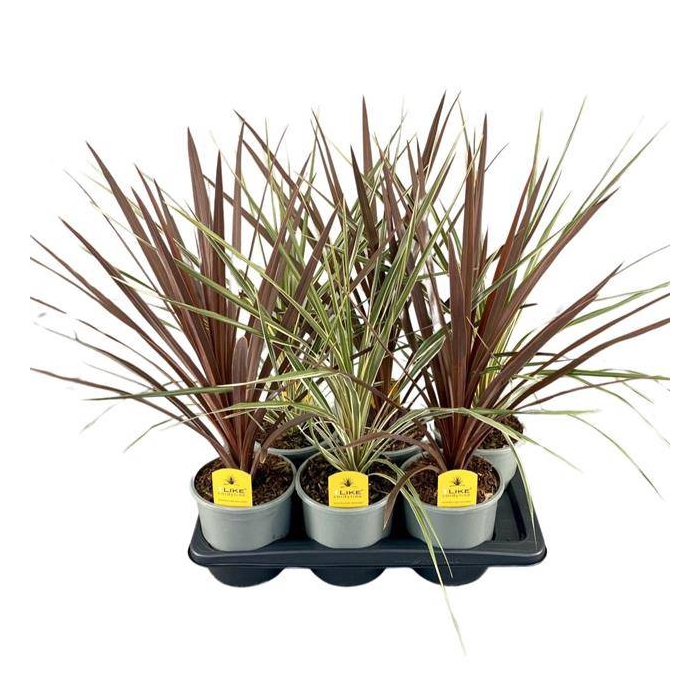 <h4>Cordyline</h4>