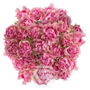 R TR #MEDIUM PINK Tessa