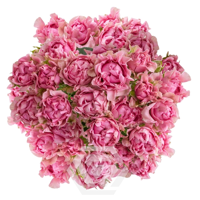 <h4>R TR #MEDIUM PINK Tessa</h4>