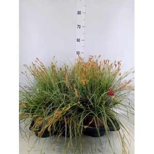 Carex oshimensis 'Everest'