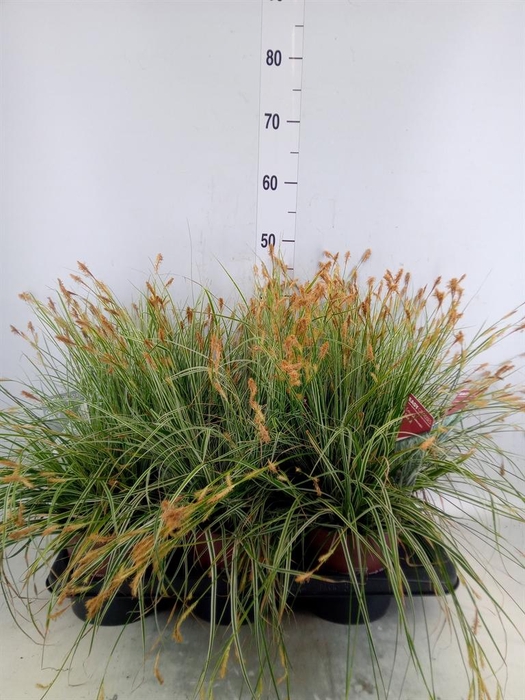 <h4>Carex oshimensis 'Everest'</h4>
